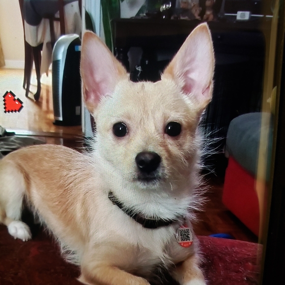 🐶Meet your Posher, Terri🐶 - Picture 2 of 16